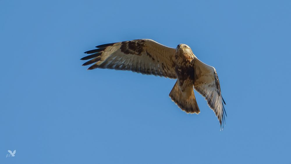 Raufußbussard (Buteo lagopus) ...