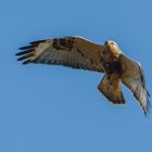 Raufußbussard (Buteo lagopus) ...