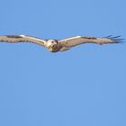 Raufußbussard (Buteo lagopus)