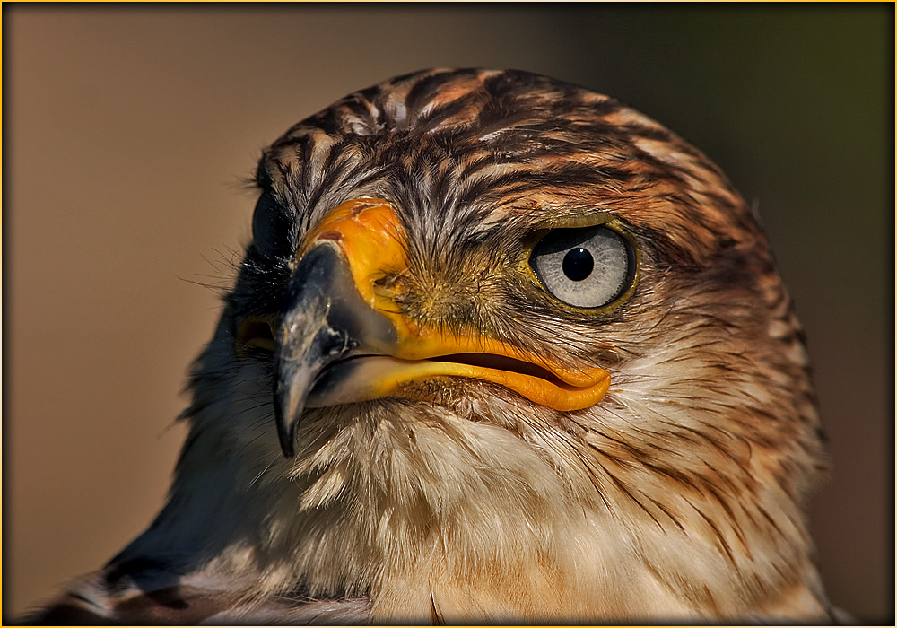 Raufußbussard [Buteo lagopus]