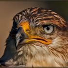 Raufußbussard [Buteo lagopus]