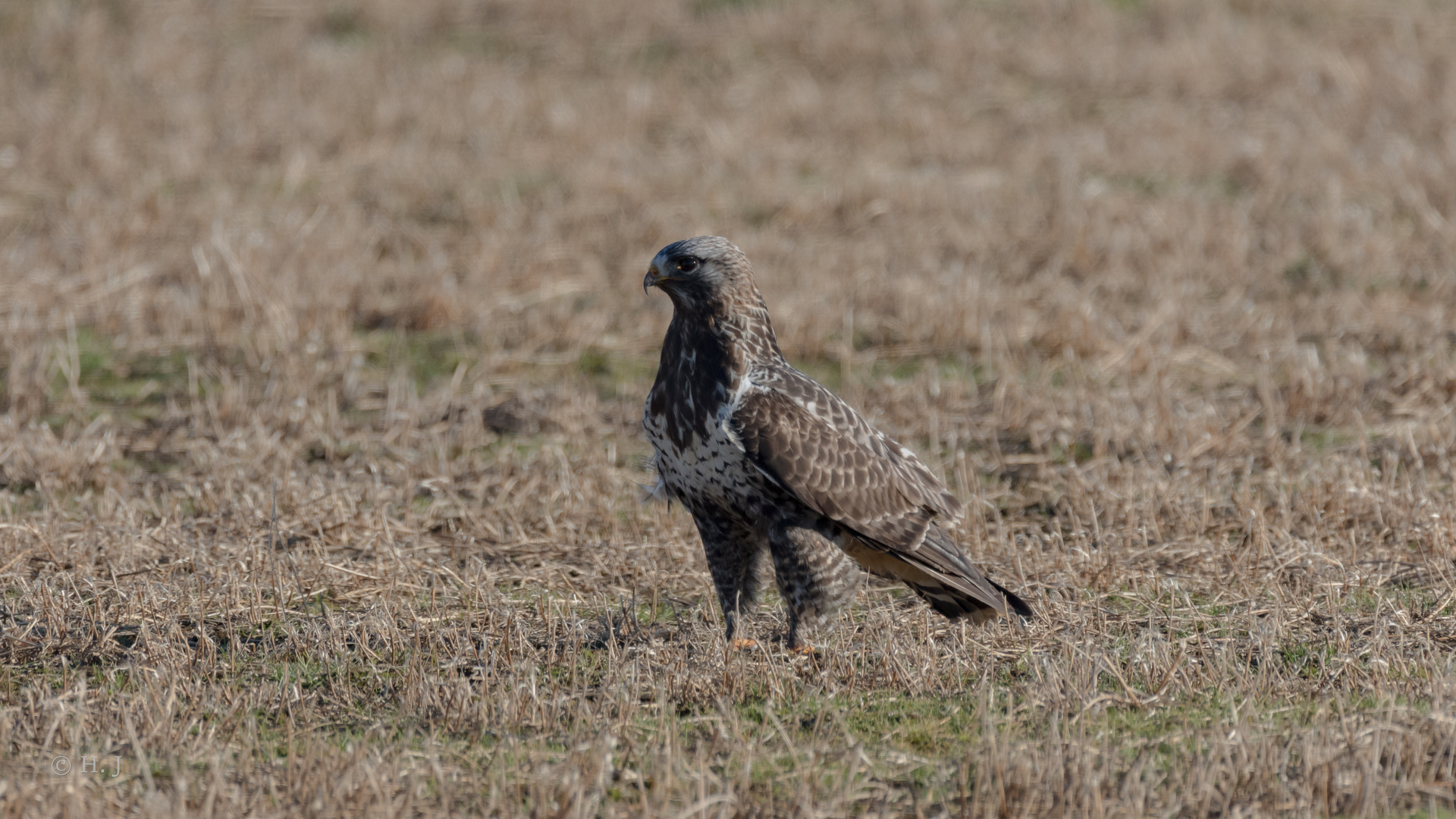 Raufußbussard (Buteo lagopus)