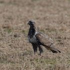 Raufußbussard (Buteo lagopus)