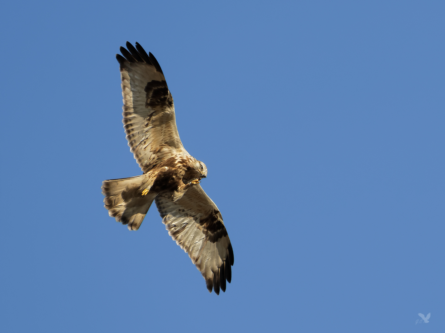 Raufußbussard (Buteo lagopus)