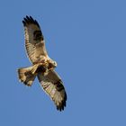 Raufußbussard (Buteo lagopus)