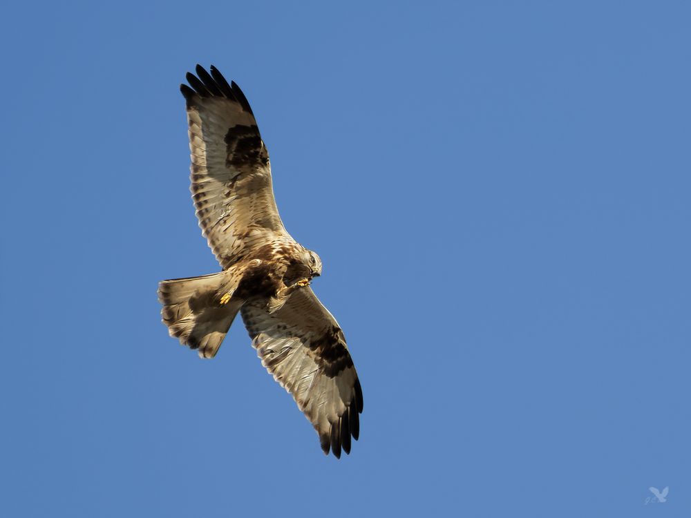 Raufußbussard (Buteo lagopus)