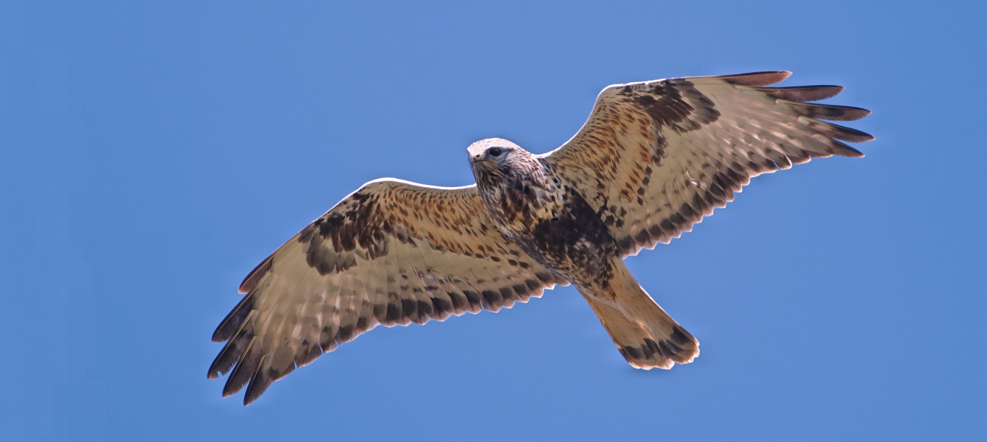 RAUFUSSBUSSARD