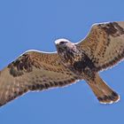 RAUFUSSBUSSARD