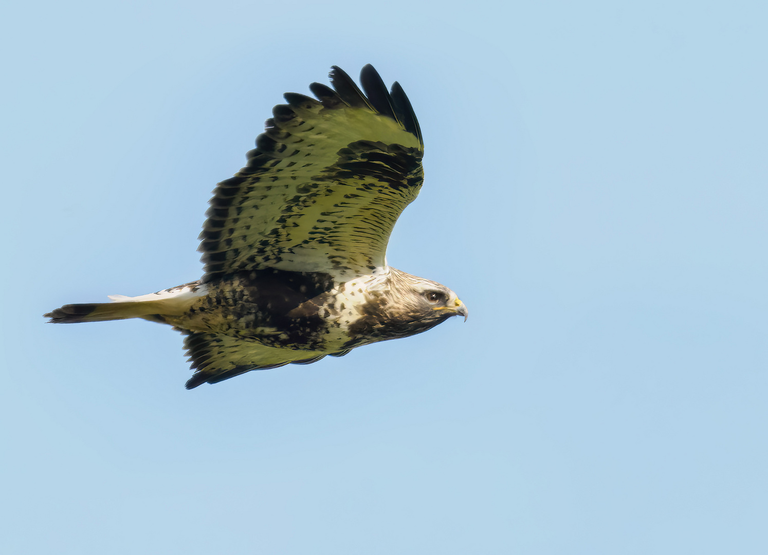 Raufußbussard