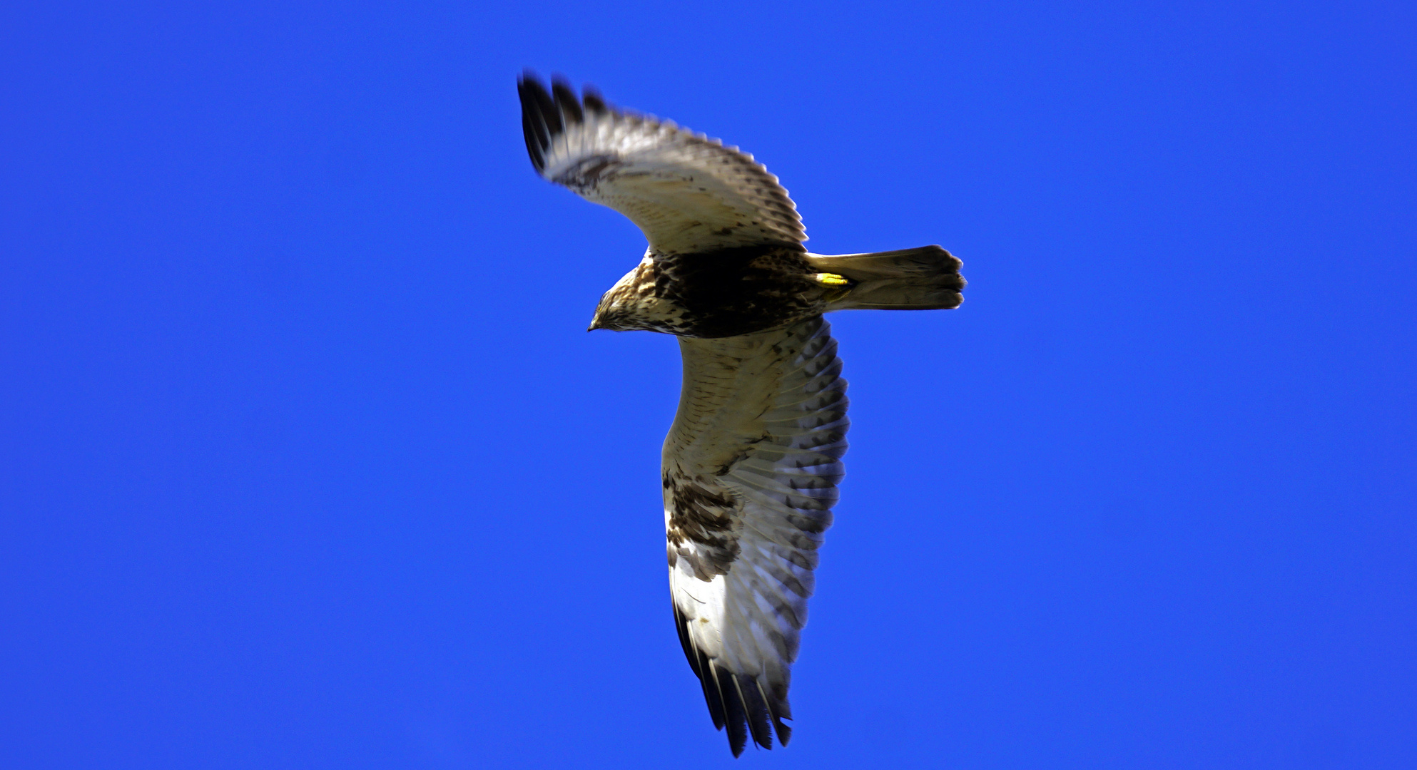 Raufussbussard