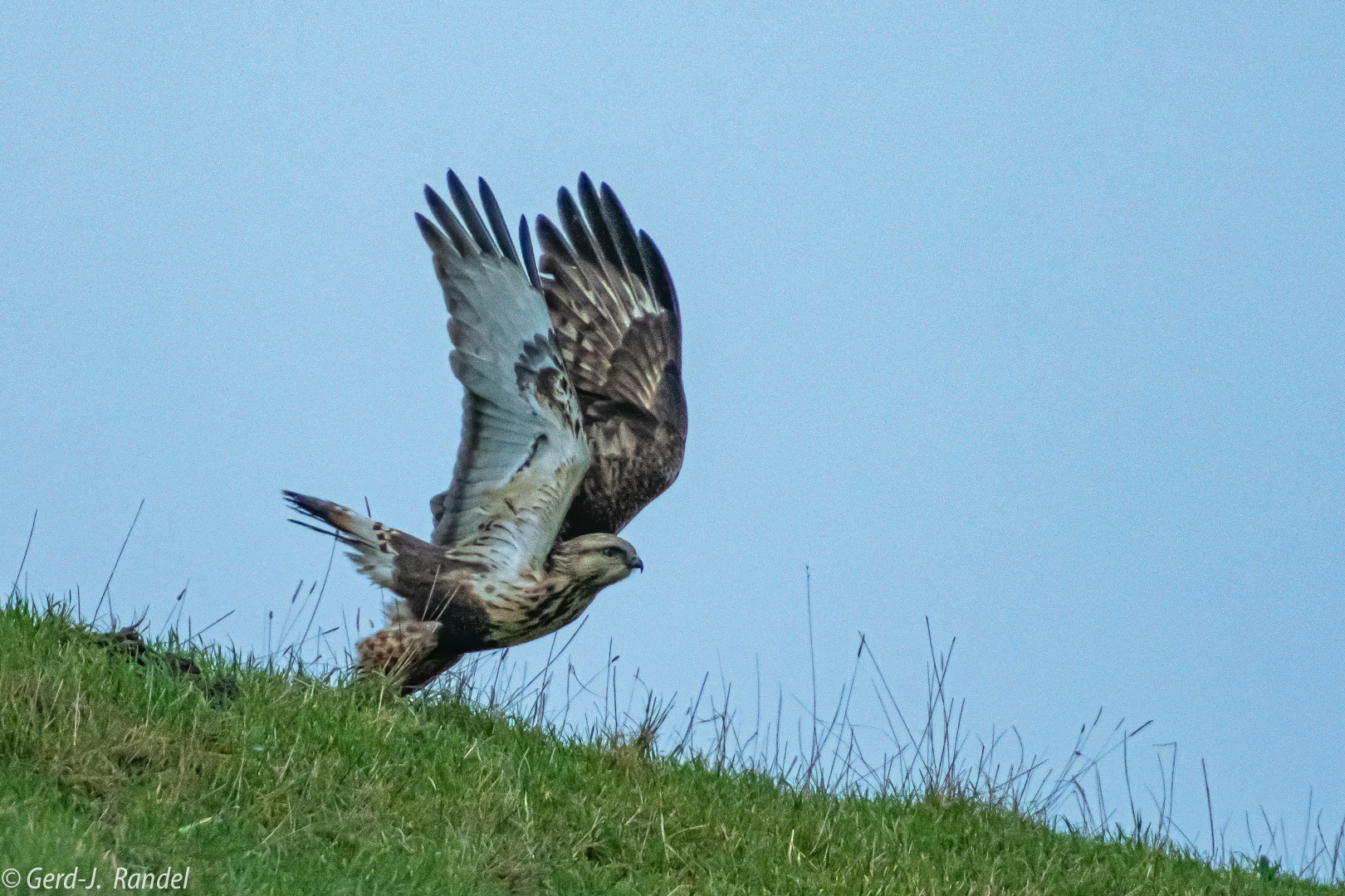 Raufußbussard