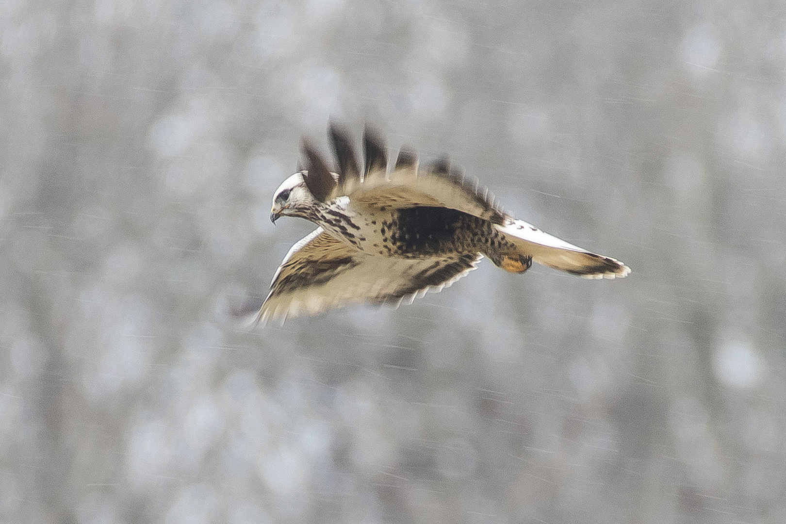 Raufußbussard- Flug 0210