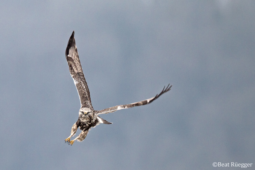 Raufussbussard hebt ab…