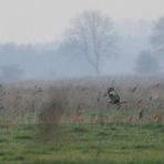 Raufußbussard, heller diesjähriger