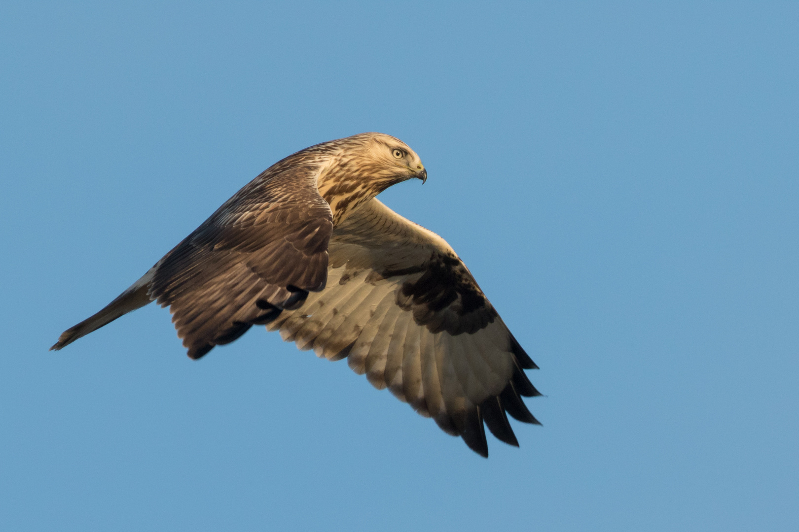 Raufußbussard in Mecklenburg