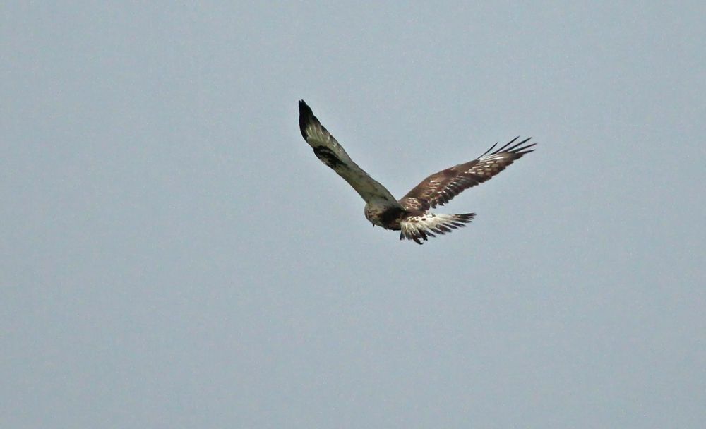 Raufußbussard, Juv.,19.11.2017