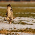 Raufußbussard kurz vor der Landung