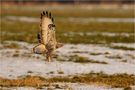 Raufußbussard kurz vor der Landung von Lothar Hasenpusch 