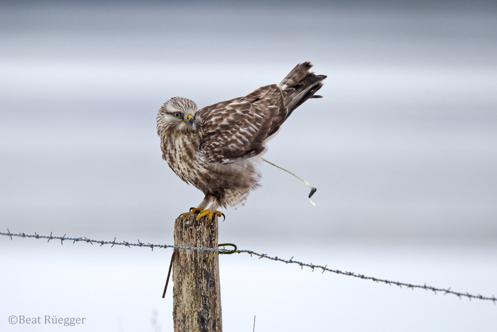 Raufussbussard muss mal…