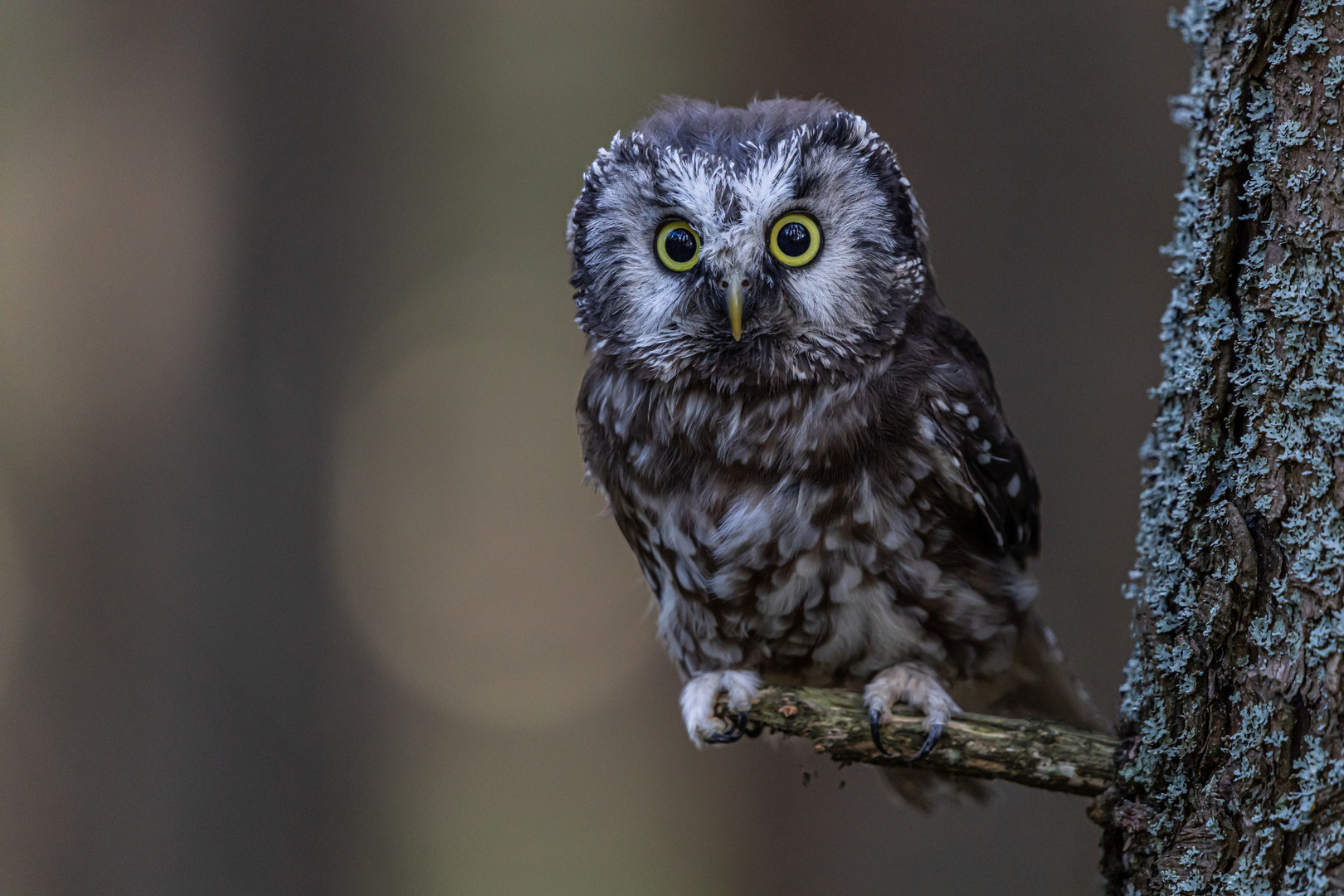 Raufußkauz Foto & Bild | natur, tiere, vögel Bilder auf ...