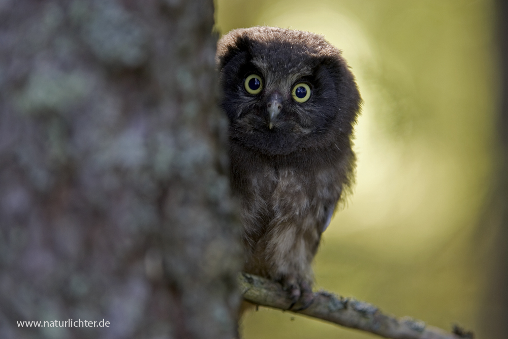 Raufußkauz, Jungvogel