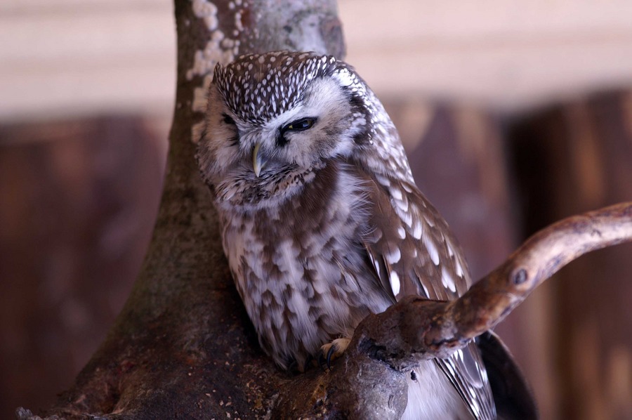 Raufußkauz / NP Bayerischer Wald Foto & Bild | tiere, vögel, natur Bilder auf fotocommunity