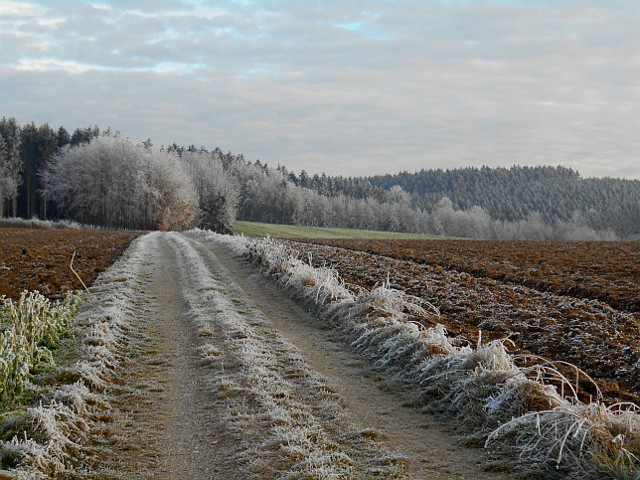 Rauh Reif im Wald