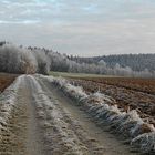 Rauh Reif im Wald