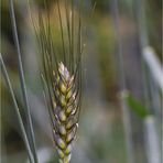 Rauh Weizen (Triticum turgidum).