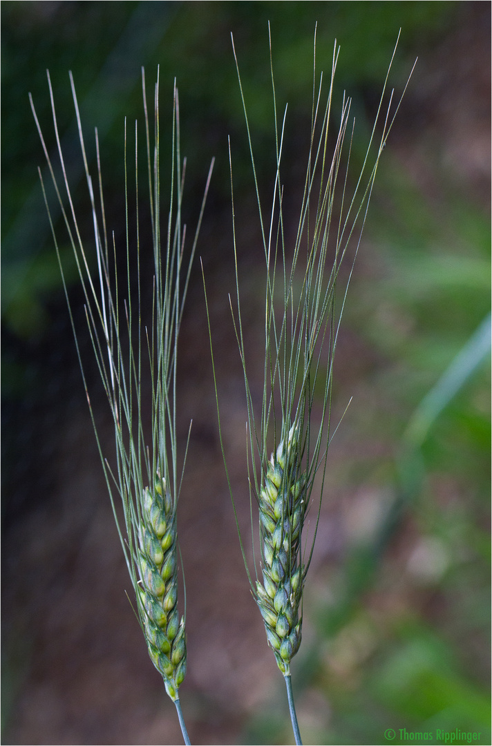 Rauh Weizen (Triticum turgidum)..