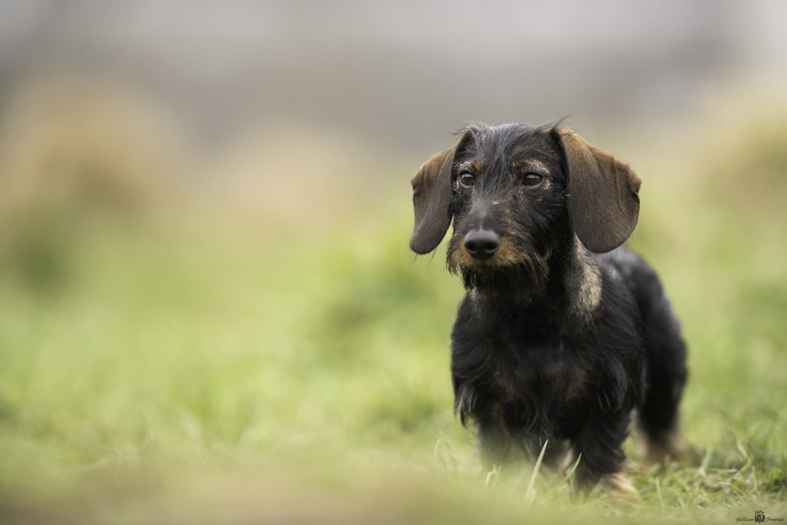 Rauhaardackel Foto & Bild | tiere, haustiere, hunde Bilder auf ...