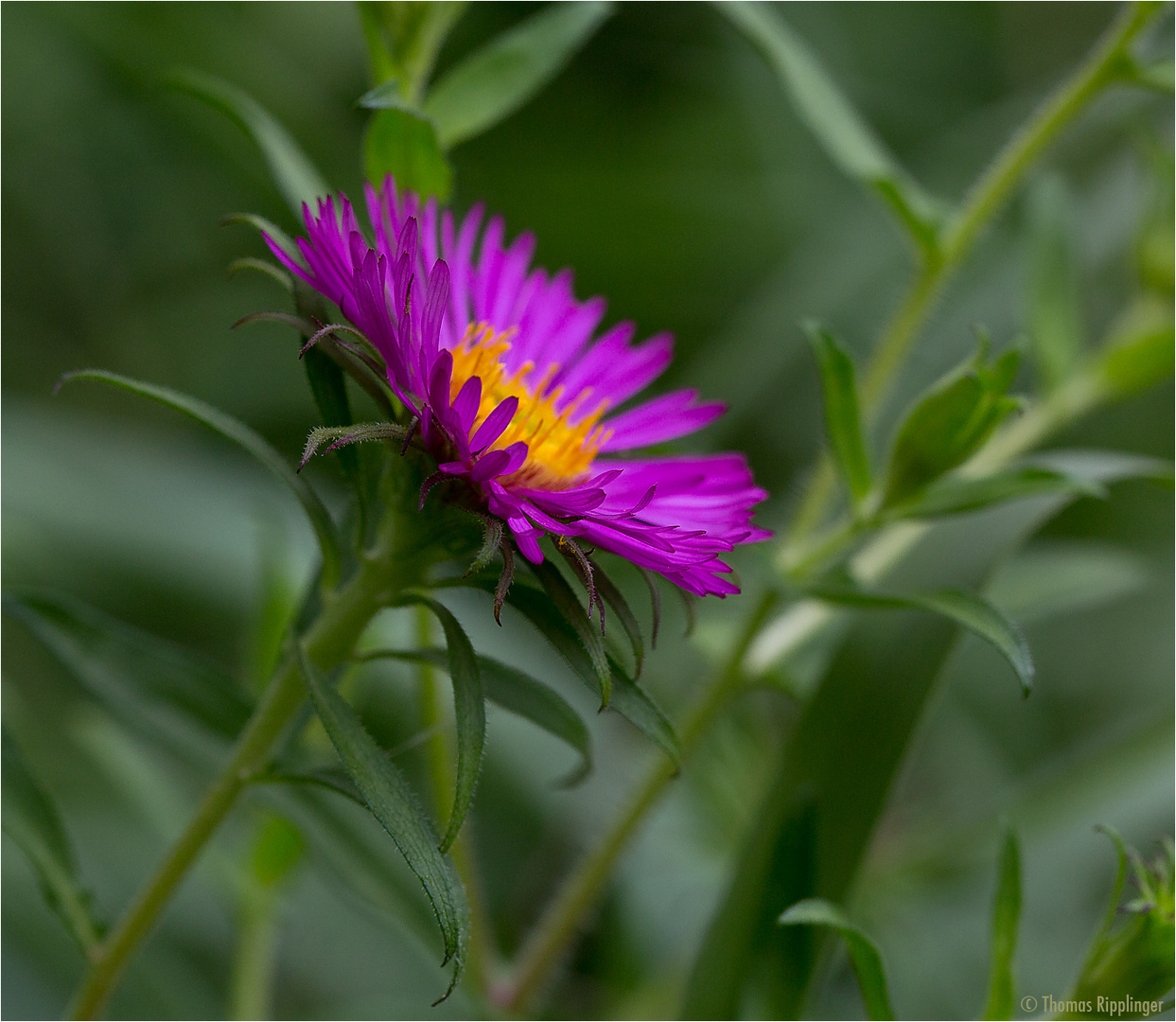 Rauhbblatt Aster