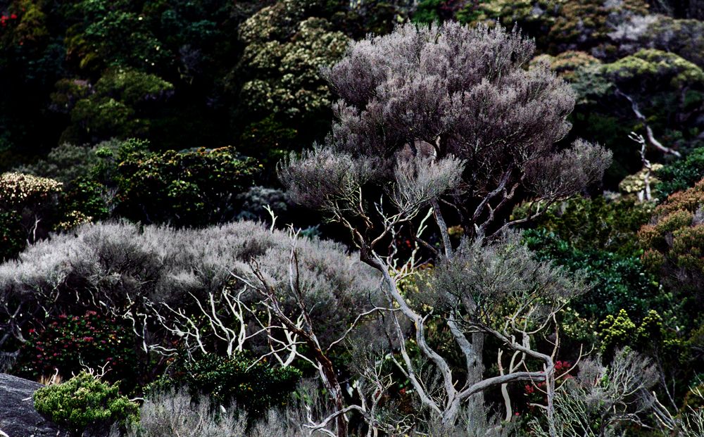 Rauhe Bergvegetation