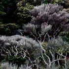 Rauhe Bergvegetation