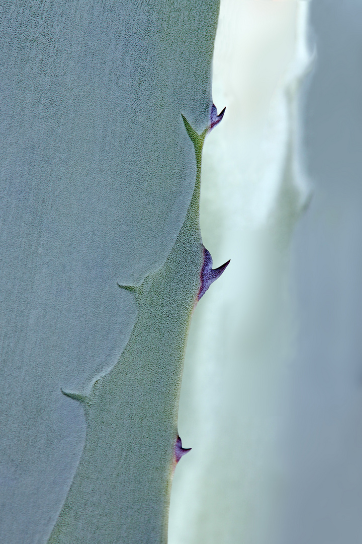 Rauhe Dornen hinterlassen Spuren