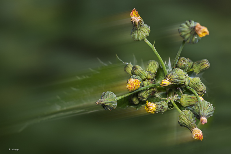 Rauhe Gänsedistel - Sonchus asper in Bewegung