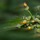 Rauhe Gänsedistel - Sonchus asper in Bewegung