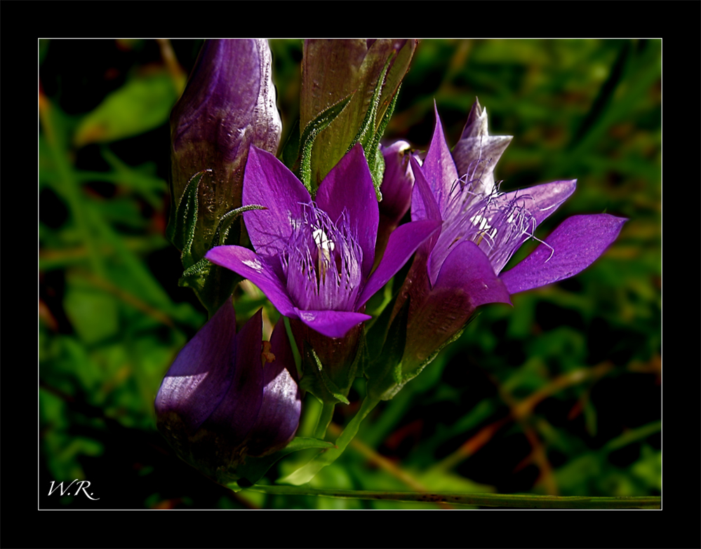 Rauher Enzian (Gentianella aspera)