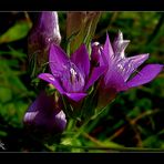 Rauher Enzian (Gentianella aspera)