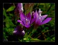 Rauher Enzian (Gentianella aspera) von Wolfgang Ritzinger 