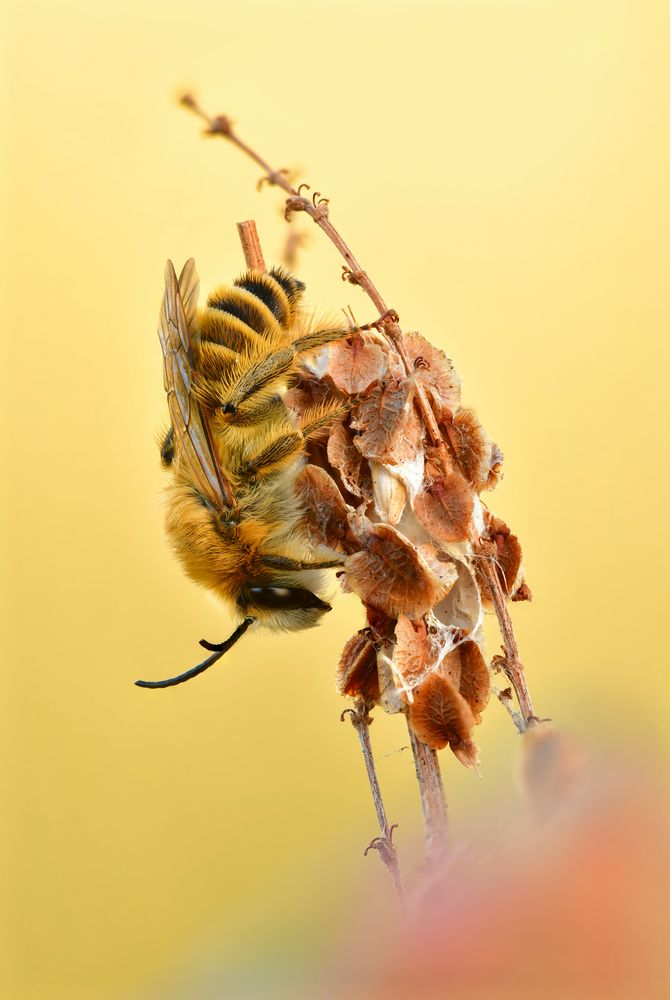 rauhfüßige Hosenbiene #2
