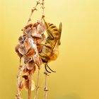 rauhfüßige Hosenbiene #6