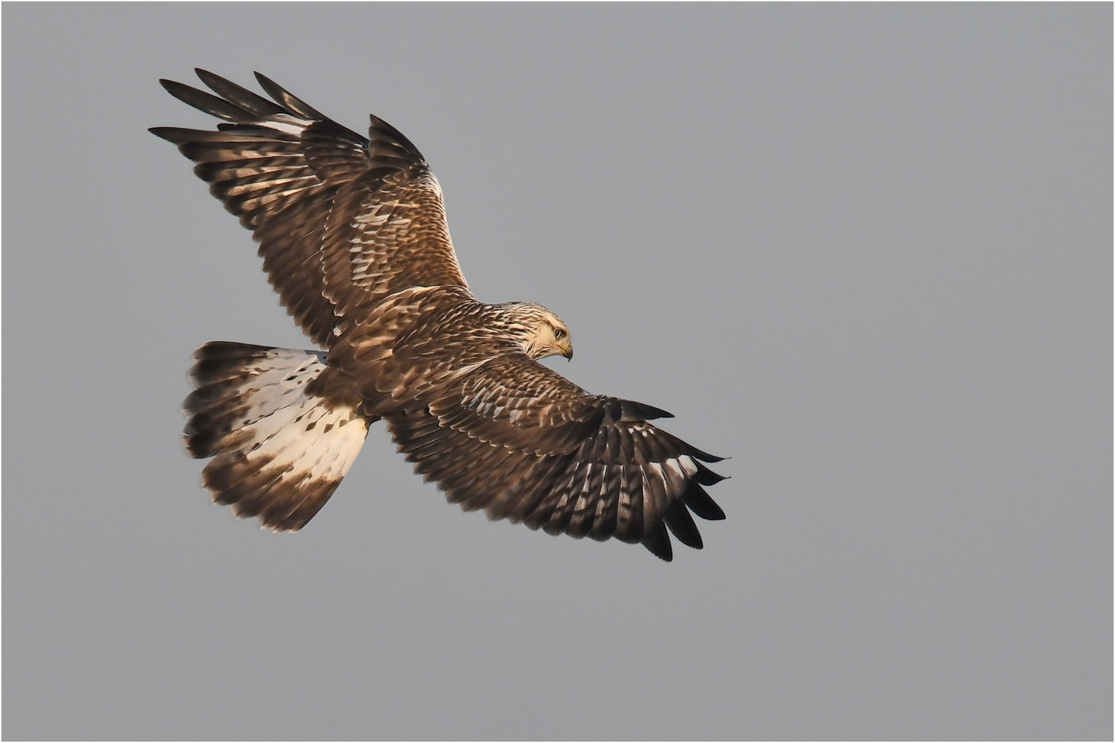 Rauhfußbussard