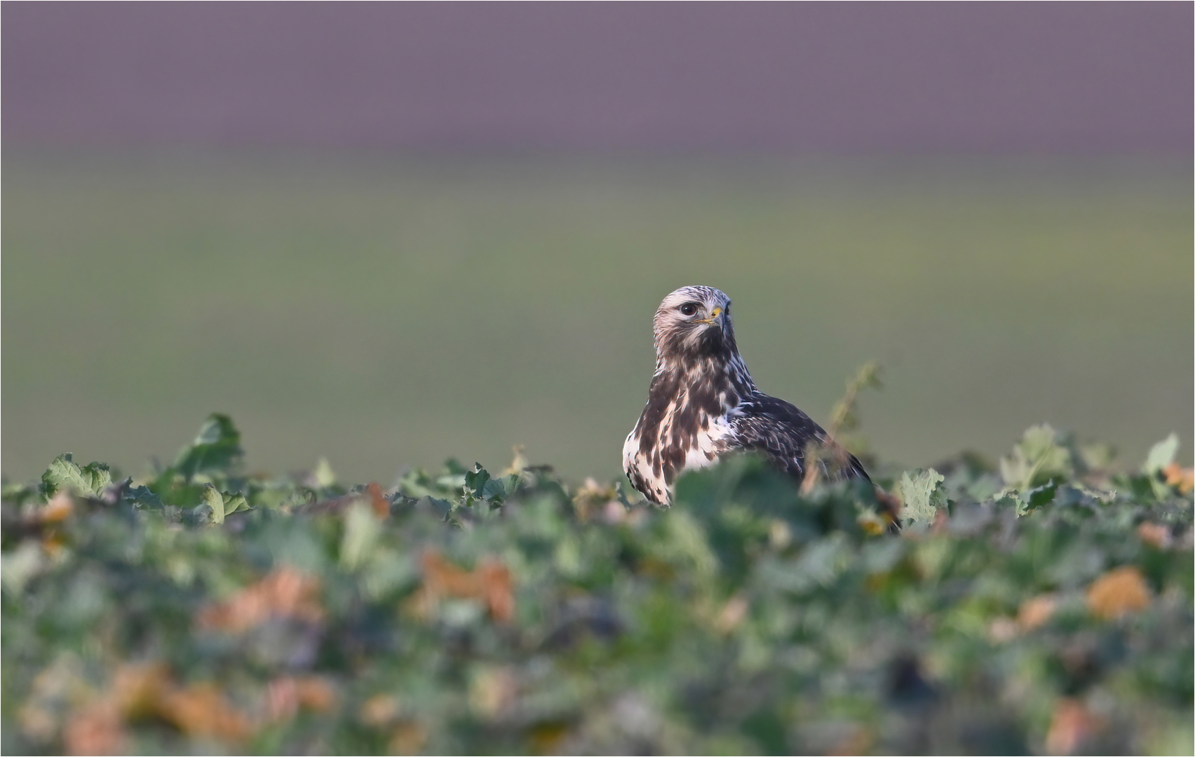 Rauhfußbussard