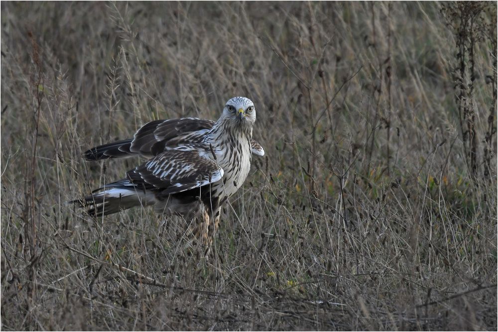 Rauhfußbussard