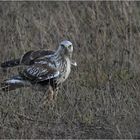 Rauhfußbussard