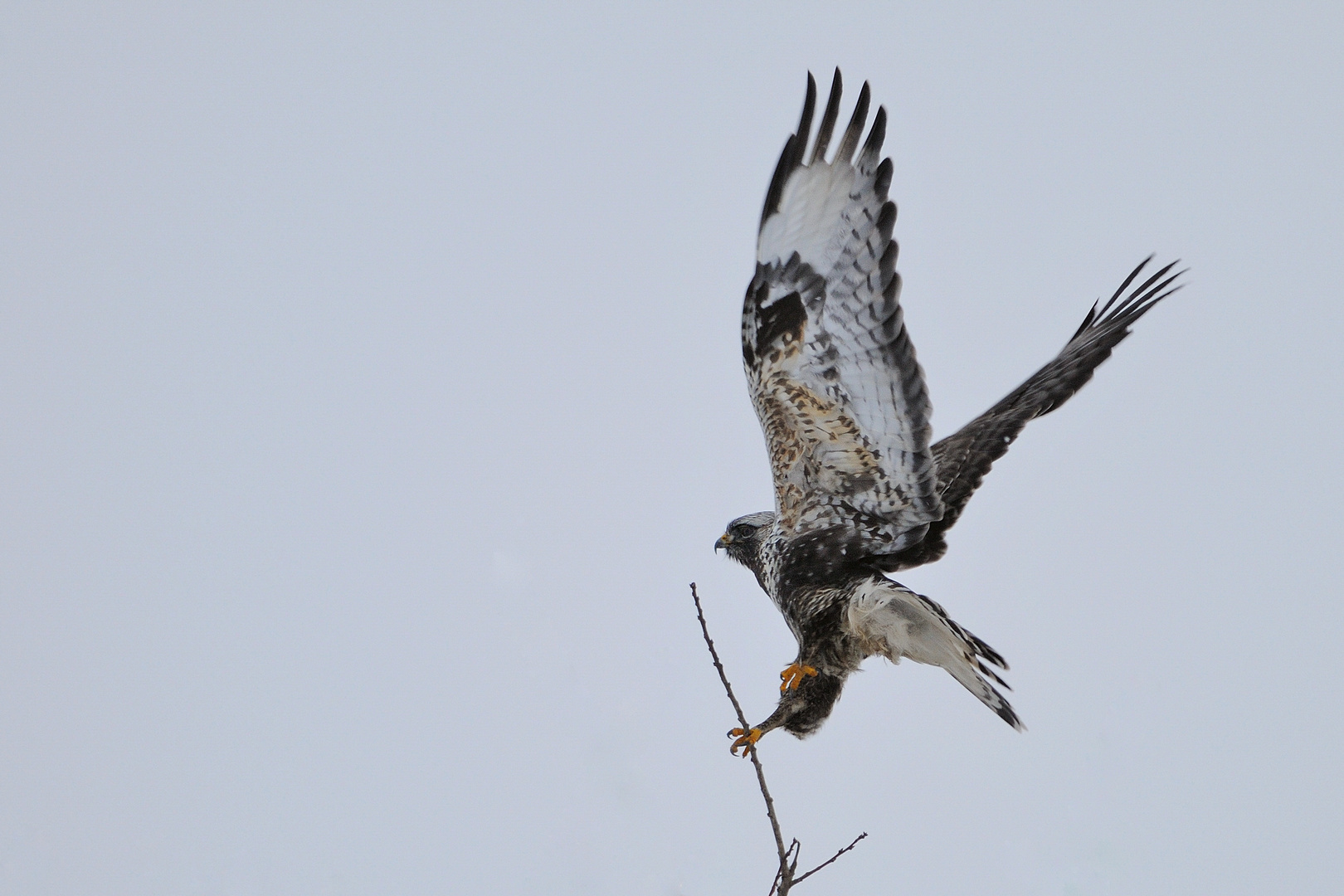 Rauhfussbussard