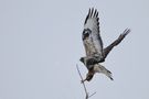 Rauhfussbussard von Vogelnarr 