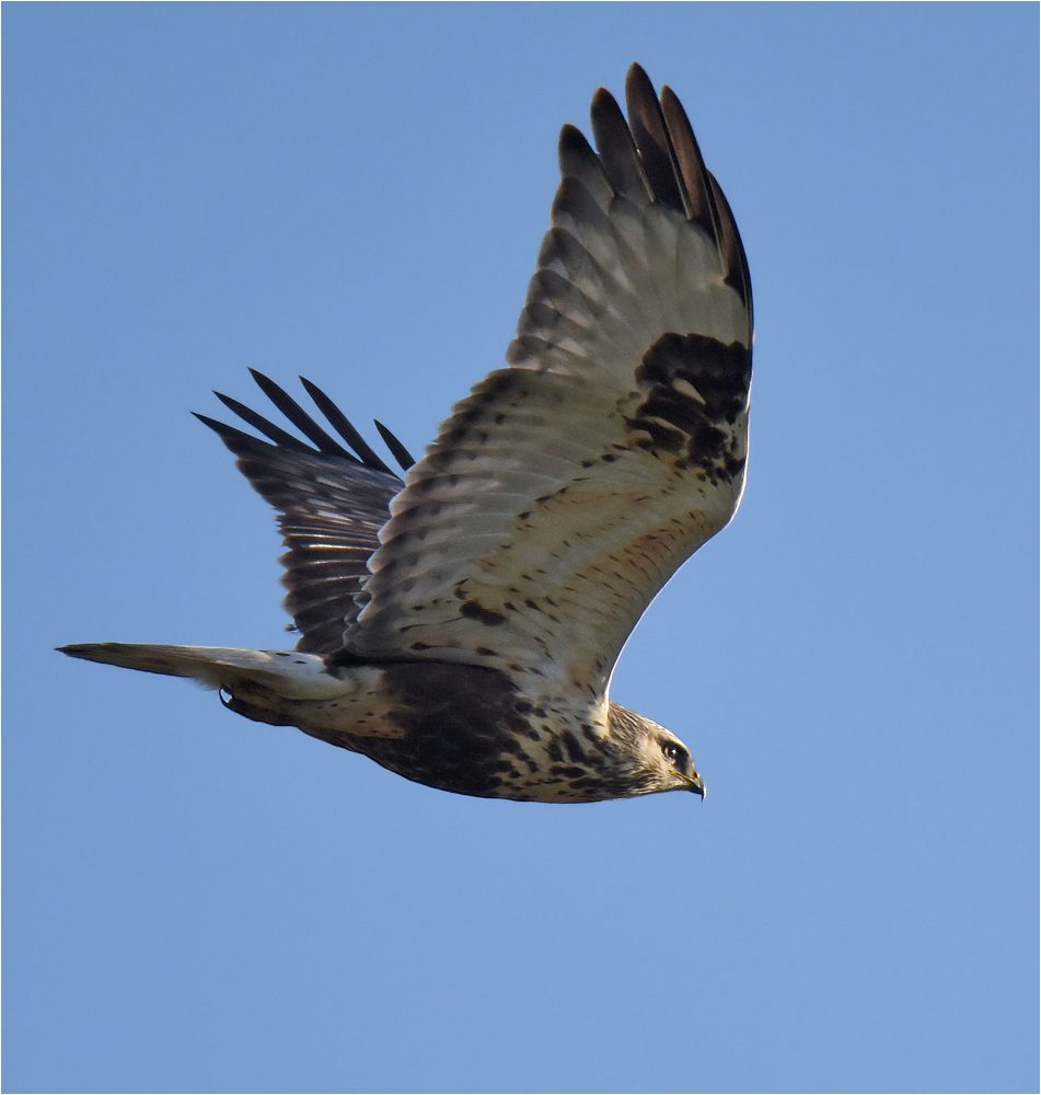 Rauhfußbussard