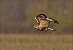 Rauhfußbussard